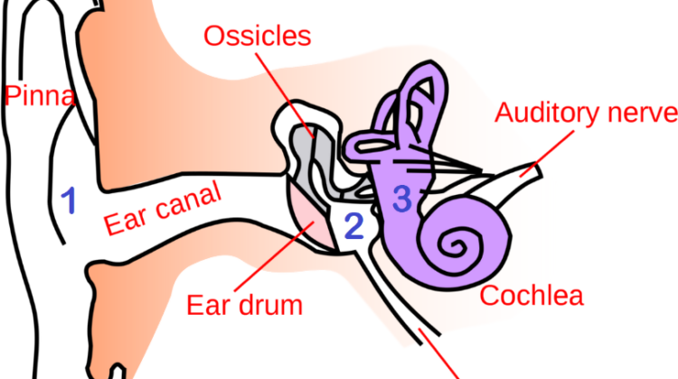 Understanding the three types of hearing loss